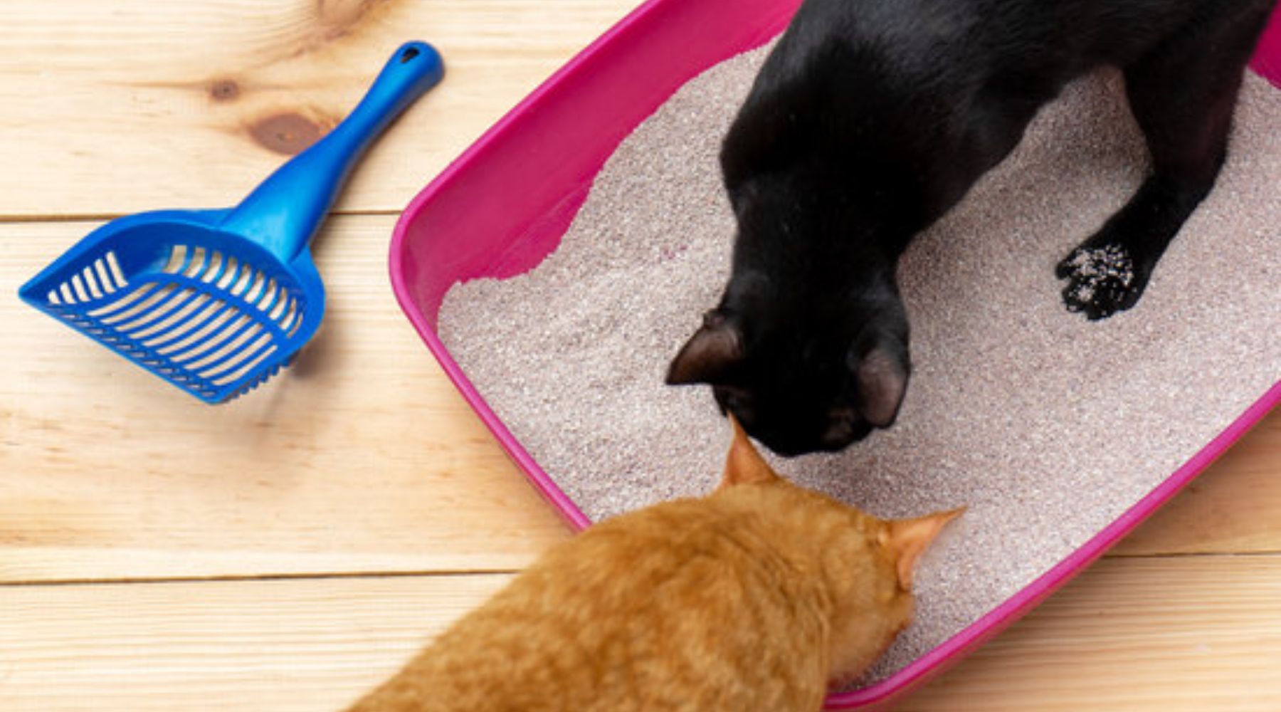 Can Cats Sharing a Litter Box